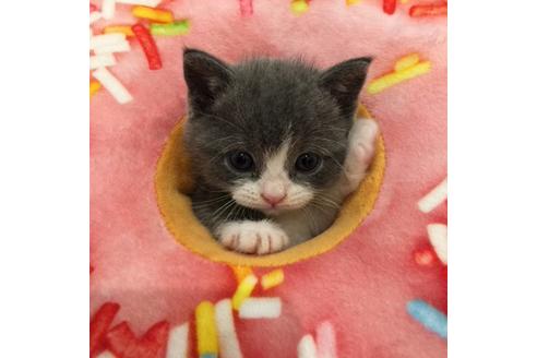 成約済の大阪府のブリティッシュショートヘア-3046の4枚目